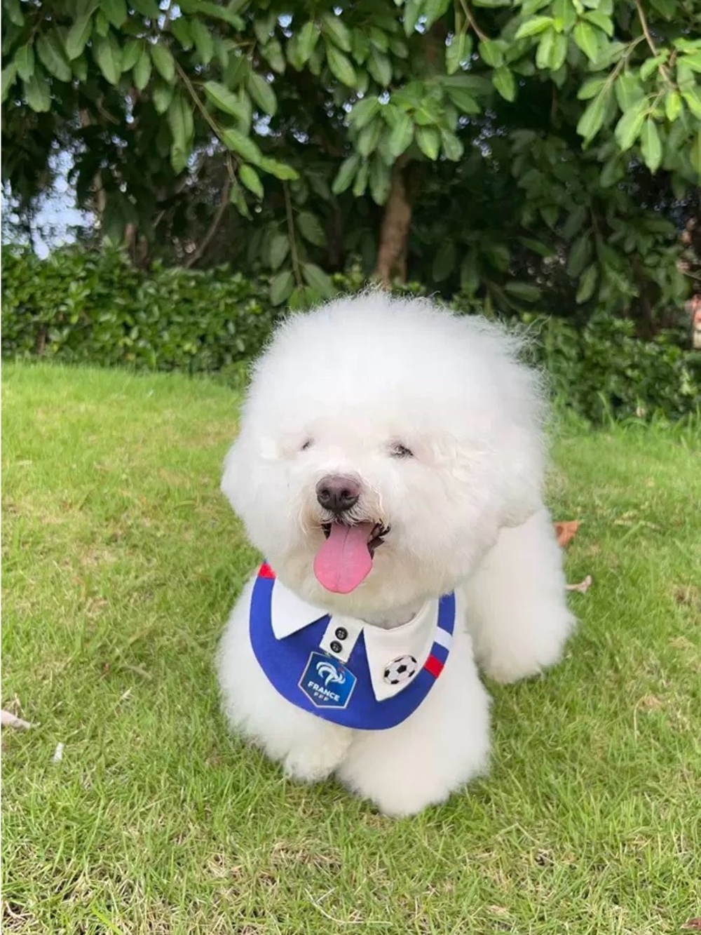 ⚽ World Cup Pet Bandana for Cats & Dogs